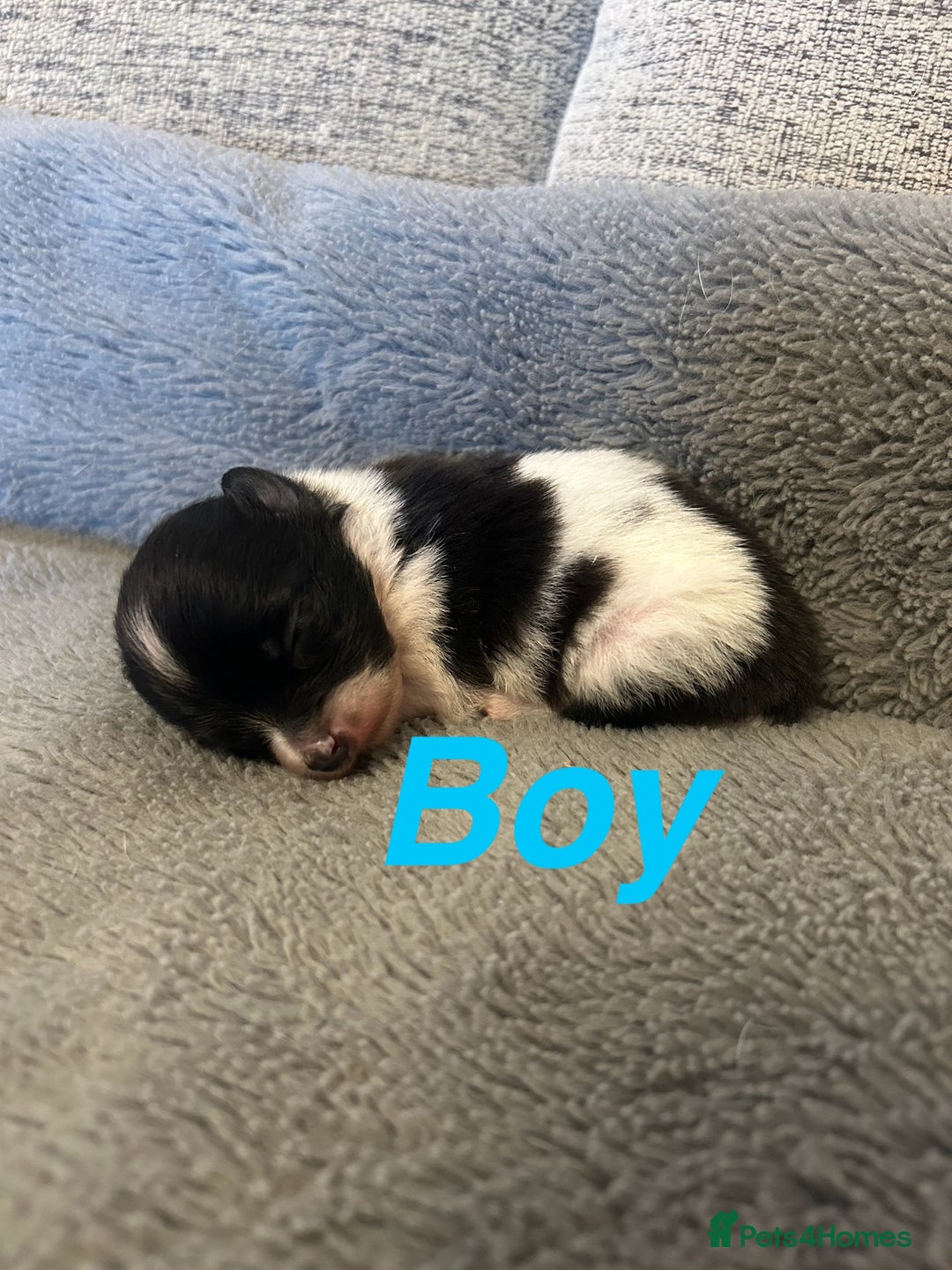 Pomapoo dogs for sale: Beautiful Pom puppies 🐶  - Image 3