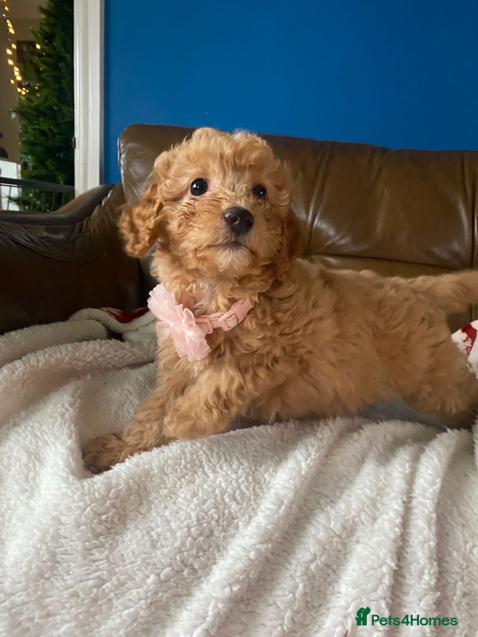 Cavapoo dogs Beautiful F2 cavapoo girls  - Advert 1