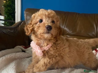 Cavapoo dogs Beautiful F2 cavapoo girls - Advert 1