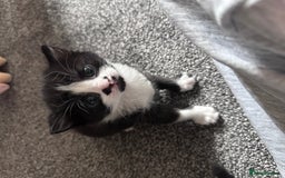 Mixed Breed cats for sale: 2 Beautiful girls for sale  - Image 4