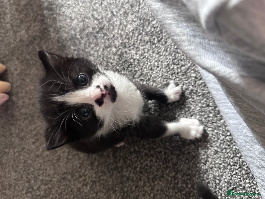 Mixed Breed cats for sale: 2 Beautiful girls for sale  - Image 4