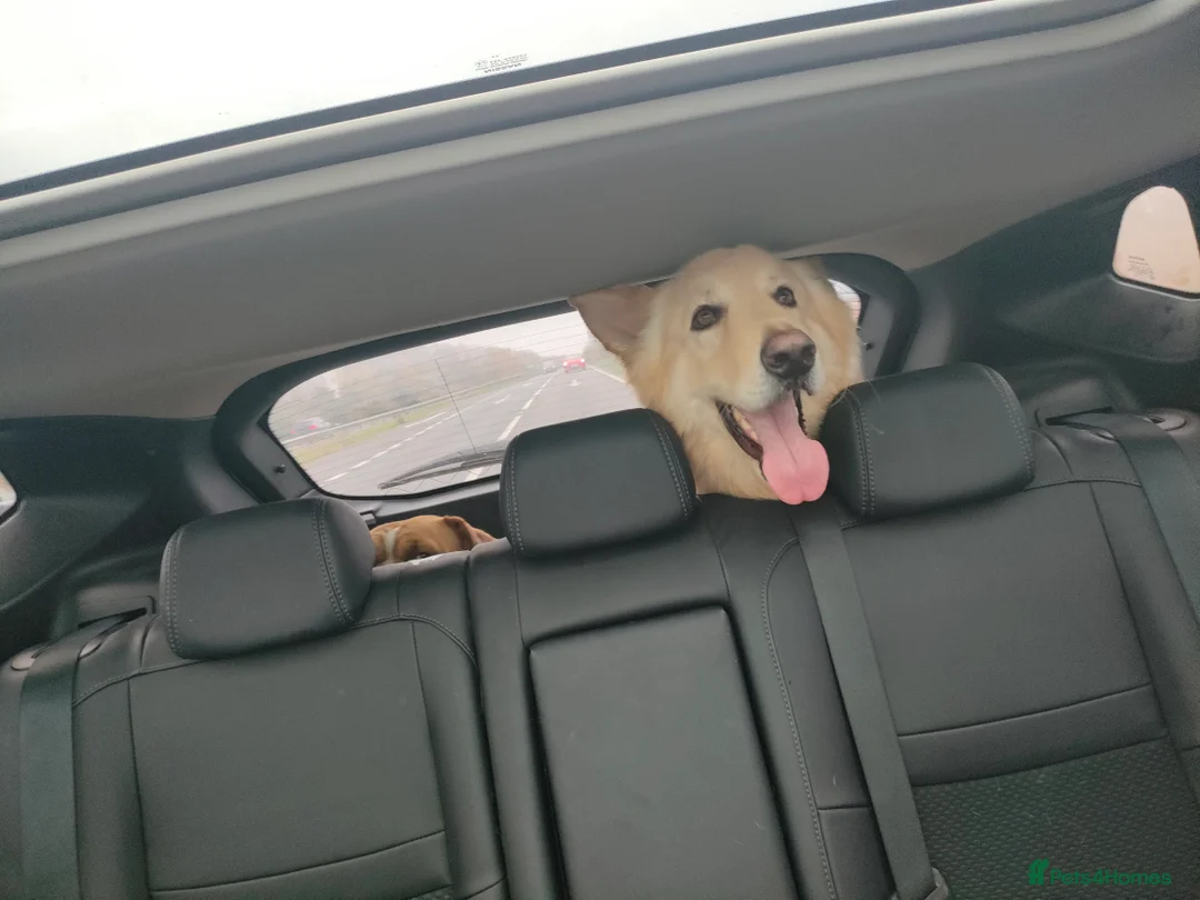 German Shepherd dogs for sale: German Shepherd looking for a new loving home - Advert 2