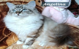 Ragdoll cats for sale: Exceptional bloodlines Ragdolls 💞💞 - Image 30