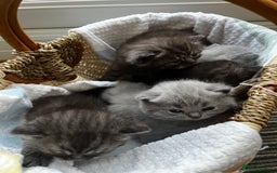 British Shorthair cats for sale: British Shorthair Kittens – 1 Boy & 3 Girls - Image 1