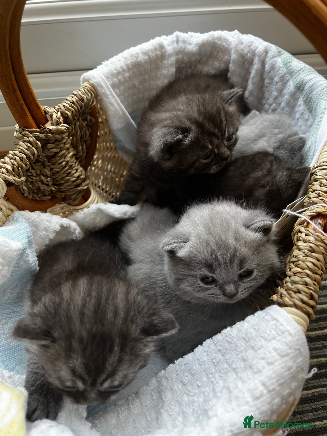 British Shorthair cats for sale: British Shorthair Kittens – 1 Boy & 3 Girls - Image 1