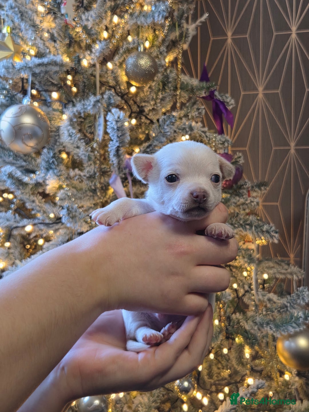 Chihuahua dogs for sale: Gorgeous pure breed chihuahua puppies  - Advert 3