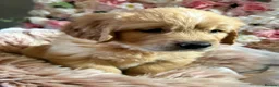 Golden Retriever dogs for stud: Handsome KC registered golden retriever for stud  - Advert 5