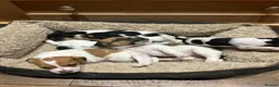 Jack Russell dogs for sale: Jack Russell puppies in Polegate - Advert 5