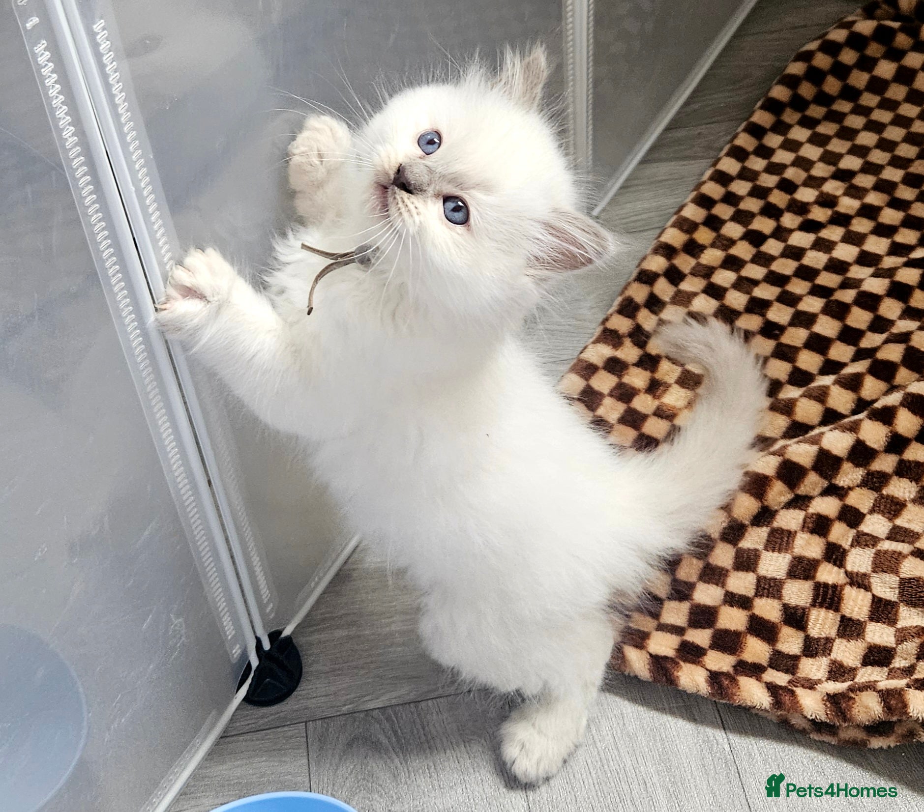 Ragdoll cats Lilac tica registered ragdolls Active  - Advert 17