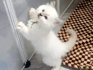 Ragdoll cats Lilac tica registered ragdolls Active - Advert 17