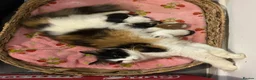 Mixed Breed cats for sale: 3 Kittens - Advert 3