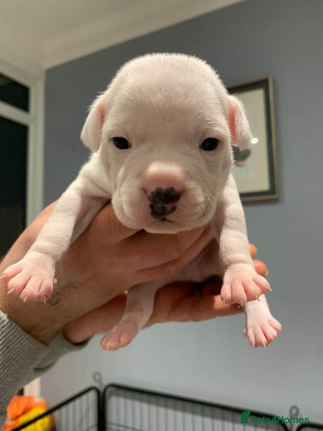 Staffordshire Bull Terrier dogs for sale: Staffordshire Bull terrier Puppies  - Image 10