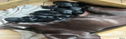 Labrador Retriever dogs for sale: 9 Pedigree Black Labrador Retrievers   in Llangadog - Advert 3