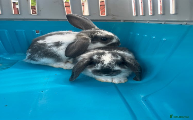 English Lop rabbits in Pontefract - Advert 8