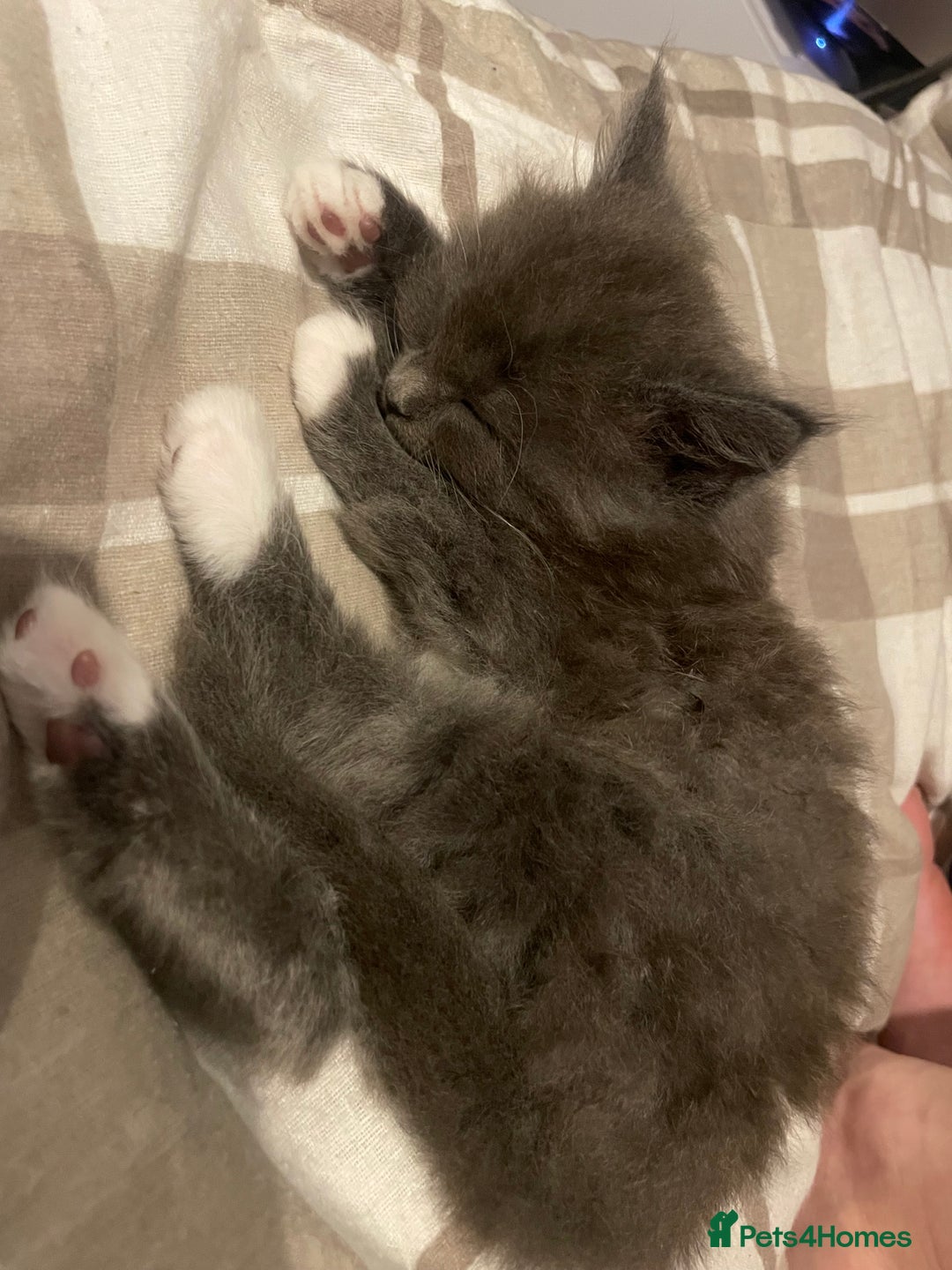 Ragdoll cats for sale: 4 maincoon x ragdoll kittens - Advert 31