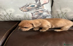 Mixed Breed dogs for sale: French wieners - Image 4
