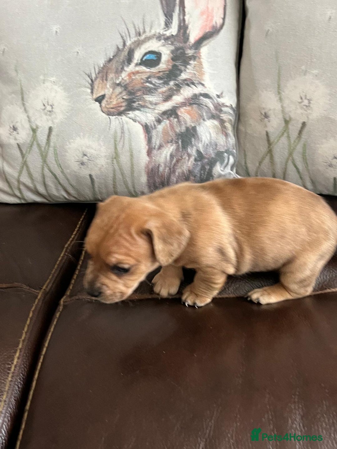 Mixed Breed dogs for sale: French wieners - Image 4