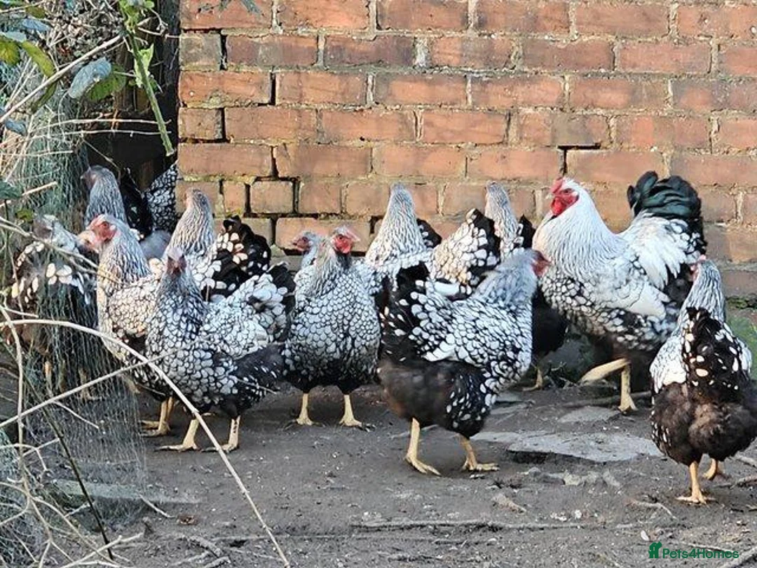 Chickens poultry for sale: Silver Laced Wyandotte hens - Advert 1