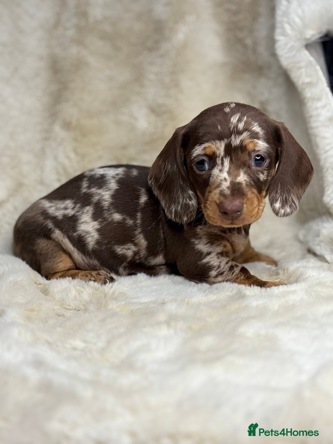 Miniature Dachshund dogs for sale: Quality health tested mini smooth dachshund pups  - Advert 6