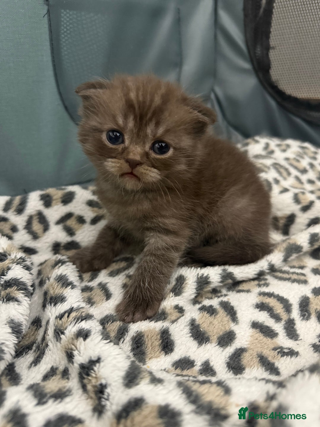 Scottish Fold cats for sale: Stunning Rainbow litter ready for  **   - Advert 8