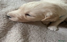 Golden Retriever dogs for sale: Rare & wonderful petite golden retrievers - Image 19