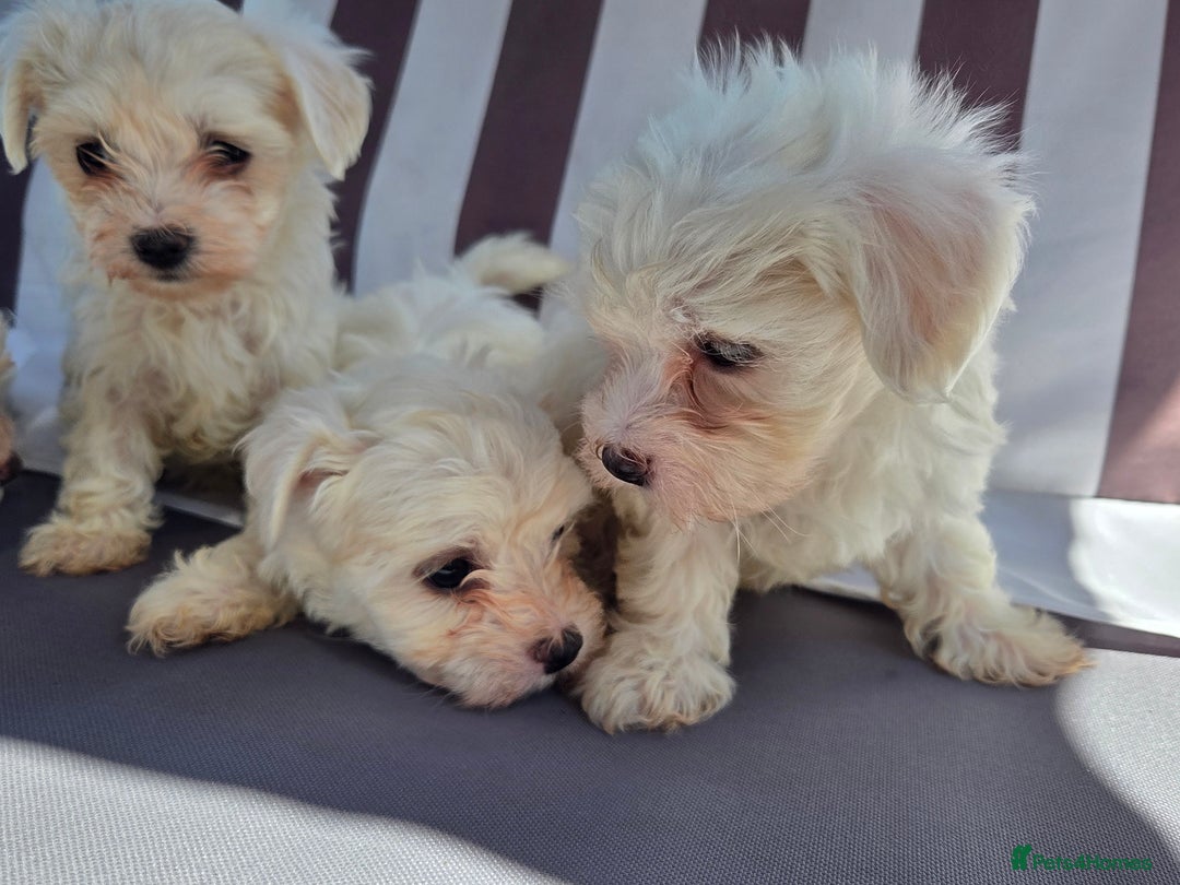 Maltese dogs for sale: Maltese puppies  - Image 10