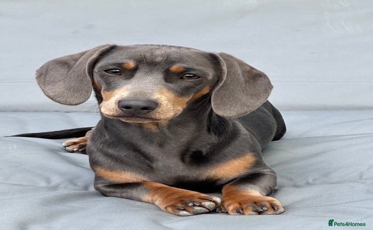 Miniature Dachshund dogs - Advert 1