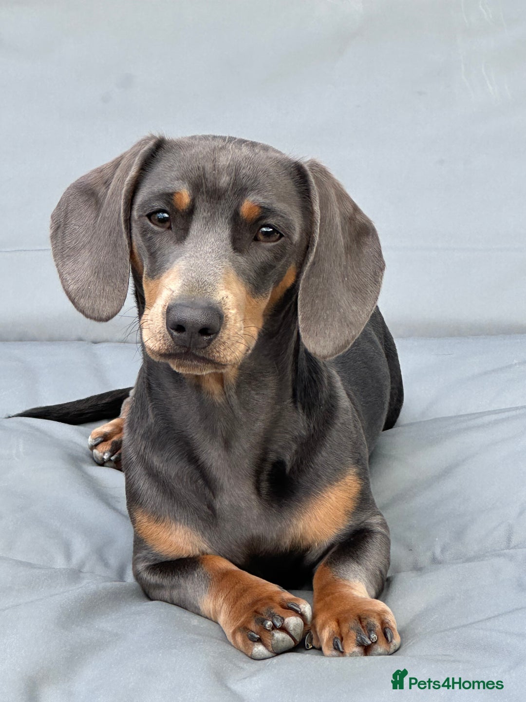 Miniature Dachshund dogs for stud: Available for stud blue and tan mini dachshund - Image 1