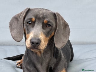 Miniature Dachshund dogs - Advert 20