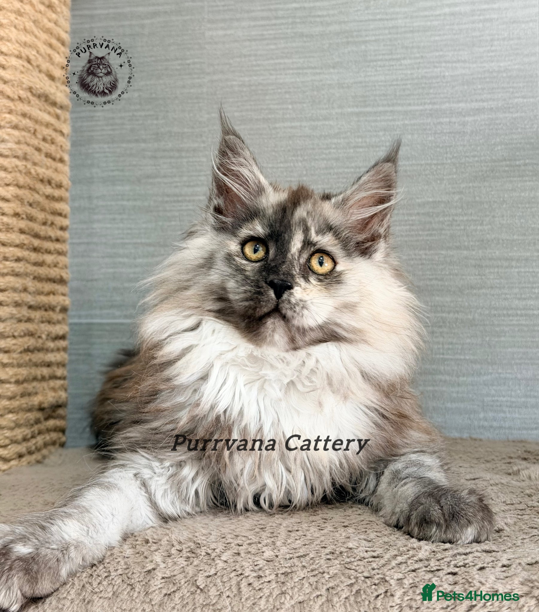 Maine Coon cats TICA registration Maine coon kittens Ready to go - Advert 14