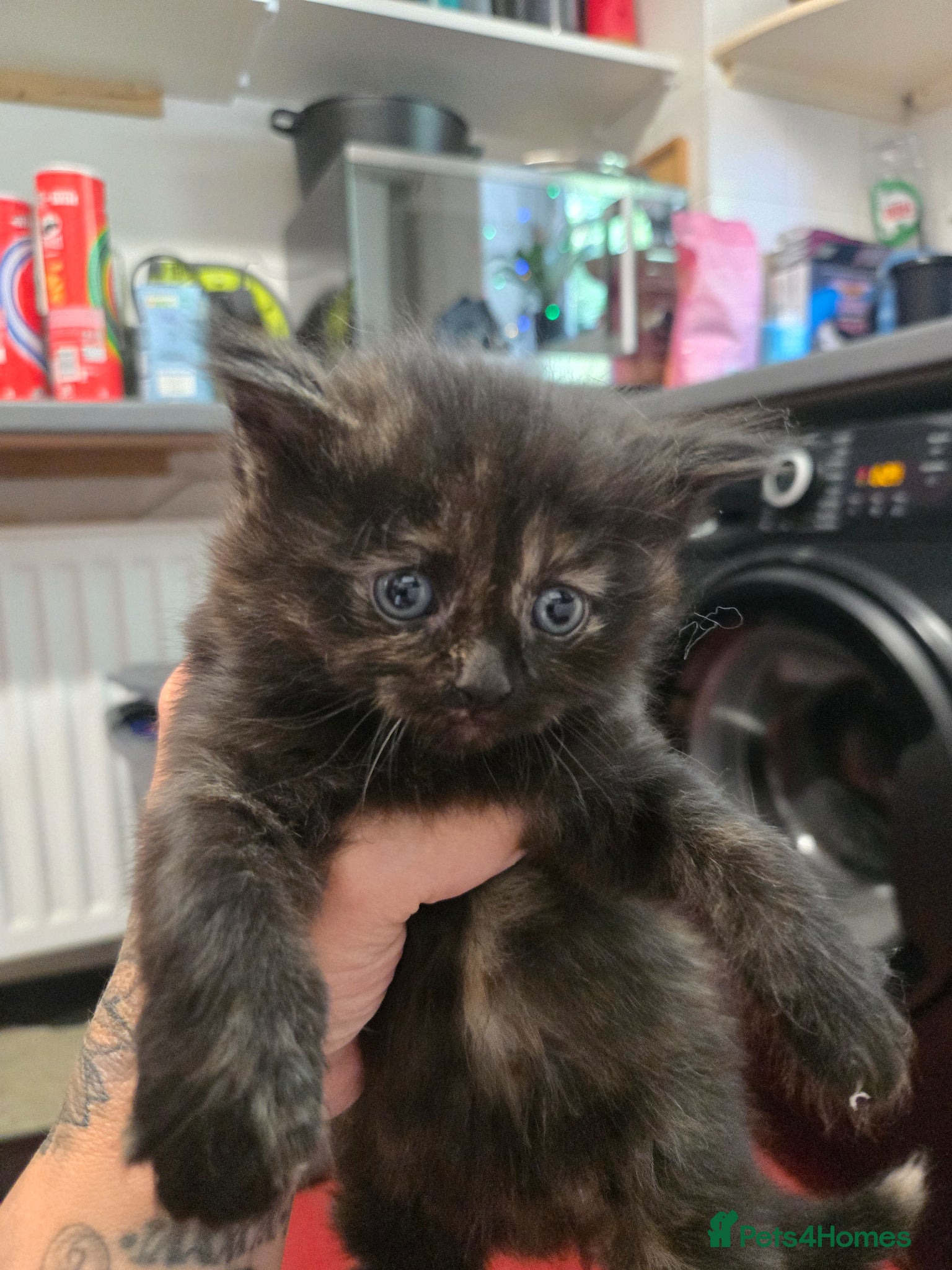 Mixed Breed Kitten 3