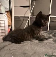 Savannah cats F4 Savannah kittens - Advert 1