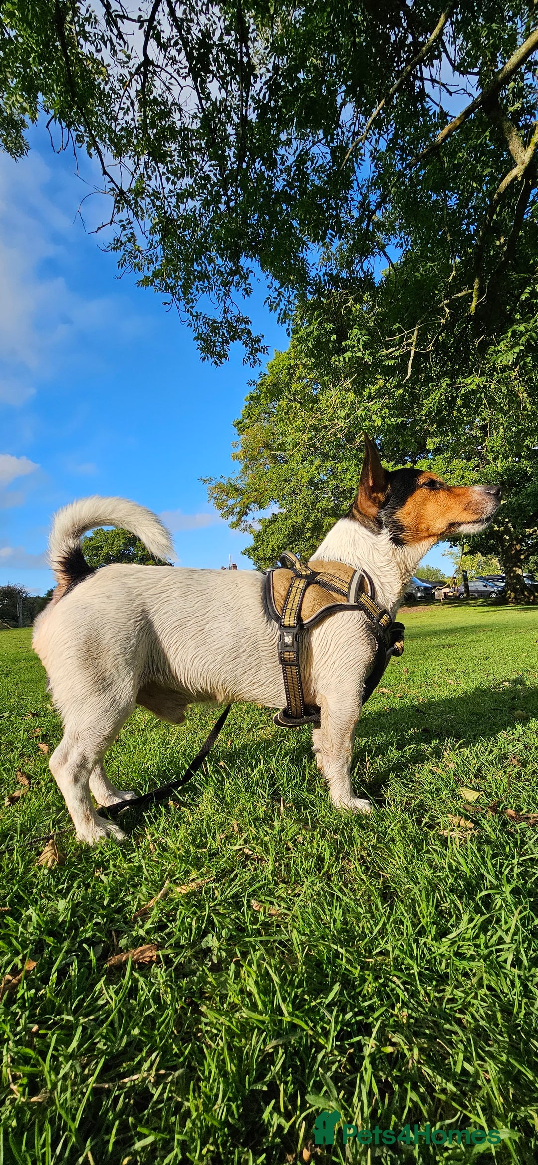 Jack Russell dogs for stud: Stud  - Image 8