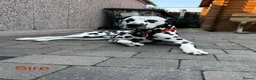 Dalmatian dogs for sale: KC Registered Dalmatian Pups Due 18th March - Advert 2