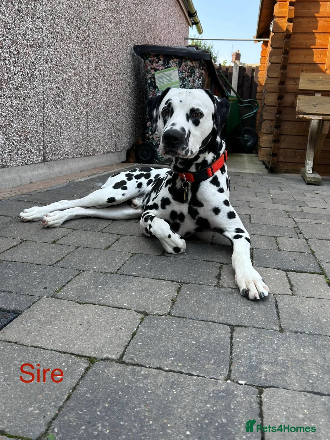 Dalmatian dogs for sale: KC Registered Dalmatian Pups Due 18th March - Advert 2