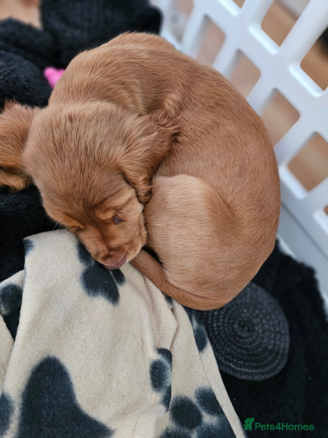 Cocker Spaniel dogs for sale: Cocker spaniel - Image 1