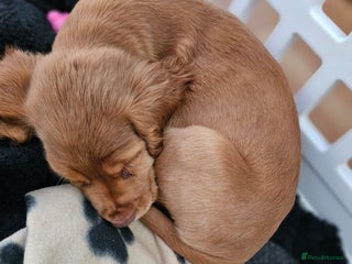 Cocker Spaniel dogs - Advert 1