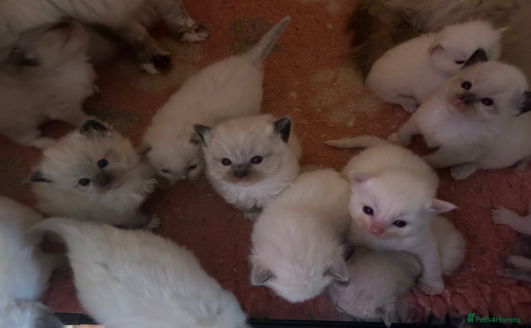 Ragdoll cats - Advert 16