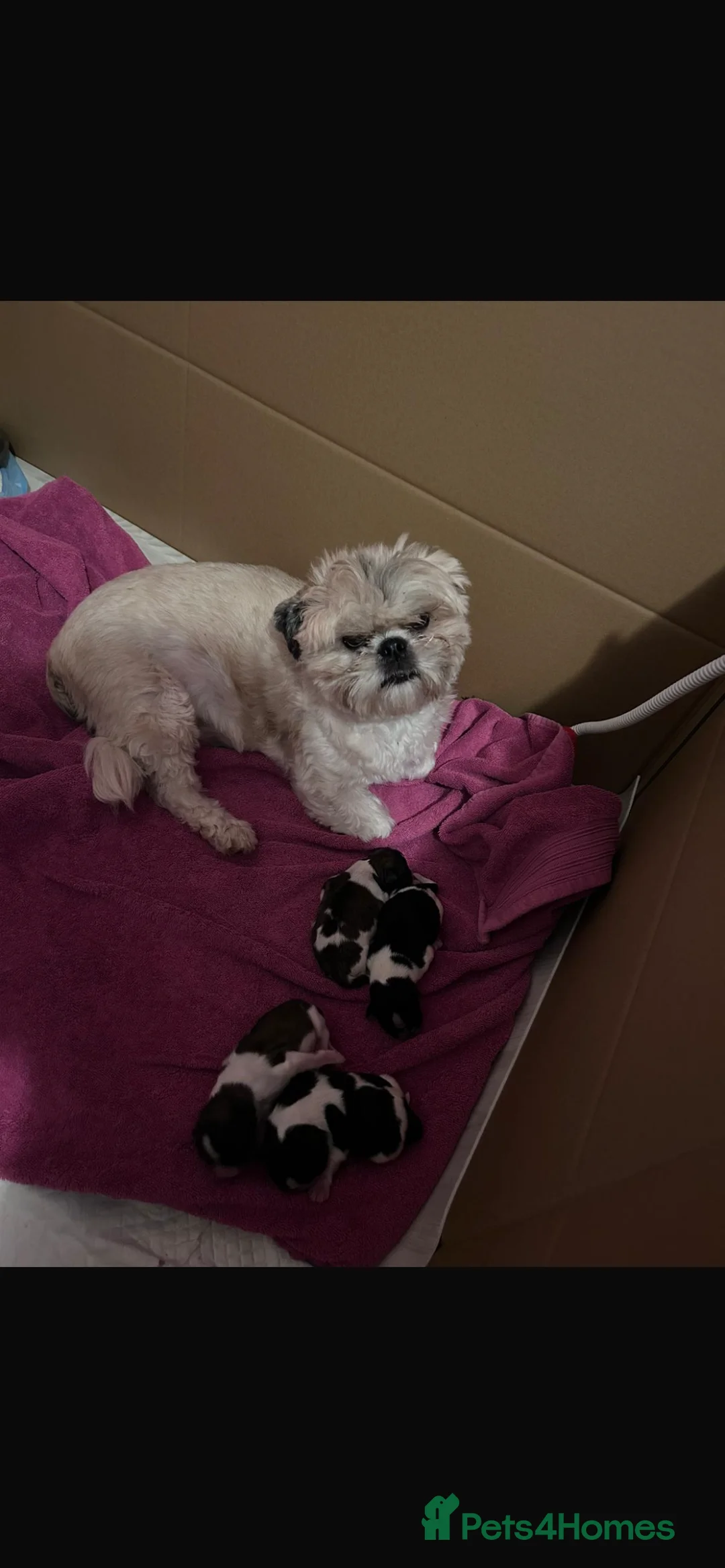 Lhasa Apso dogs for sale: Fantastic KC reg Lhasa Apso puppies  - Advert 3