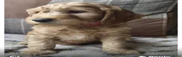 Australian Labradoodle dogs for sale: READY NOW! Therapy Aus x Irish dood multi gen mix  - Advert 24