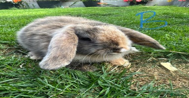 Mini Lop rabbits - Advert 1