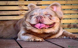 French Bulldog dogs for sale: QUALITY FLUFFY FRENCH BULLDOG PUPPIES - Image 11