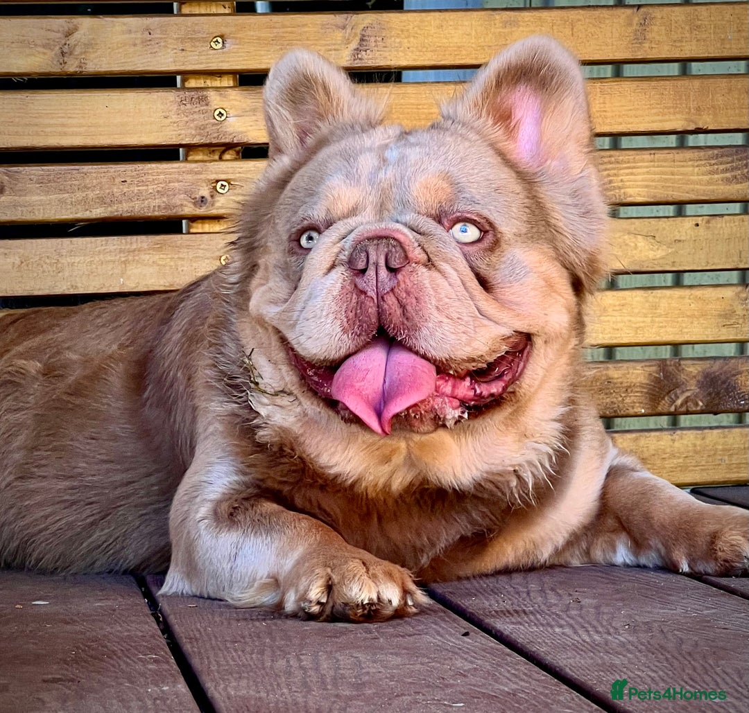 French Bulldog dogs for sale: QUALITY FLUFFY FRENCH BULLDOG PUPPIES - Image 11