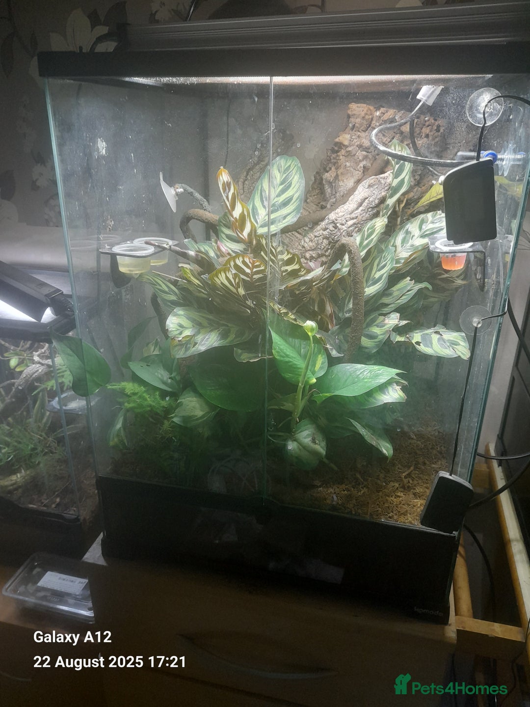 Gecko reptiles for sale: Crested geckos and full set ups  - Image 12