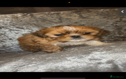 Shih Tzu dogs for sale: Shih tzu puppies - Image 9