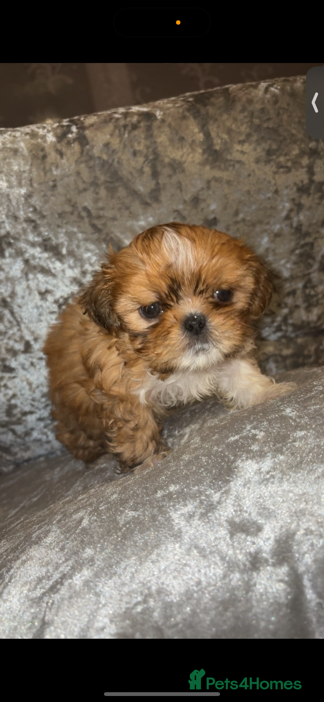 Shih Tzu dogs for sale: Shih tzu puppies - Image 9