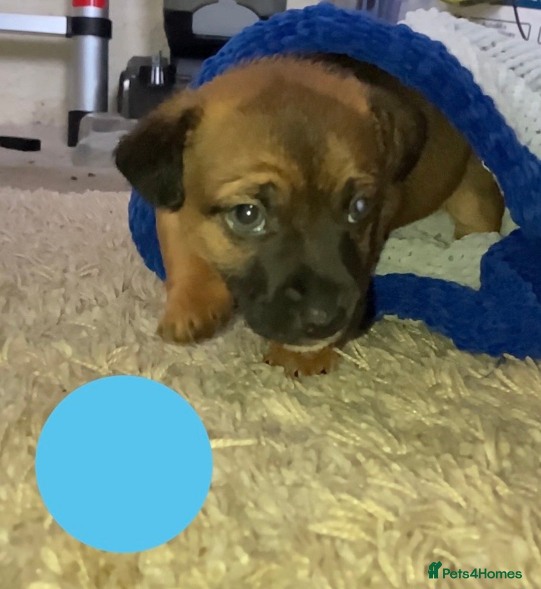 Jack Russell dogs for sale: Boy Jack russell puppies  - Advert 1