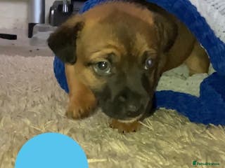 Jack Russell dogs Boy Jack russell puppies - Advert 10