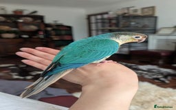 Conures birds for sale: Silly tame Handreared Turquoise Green Cheek Conure - Image 2