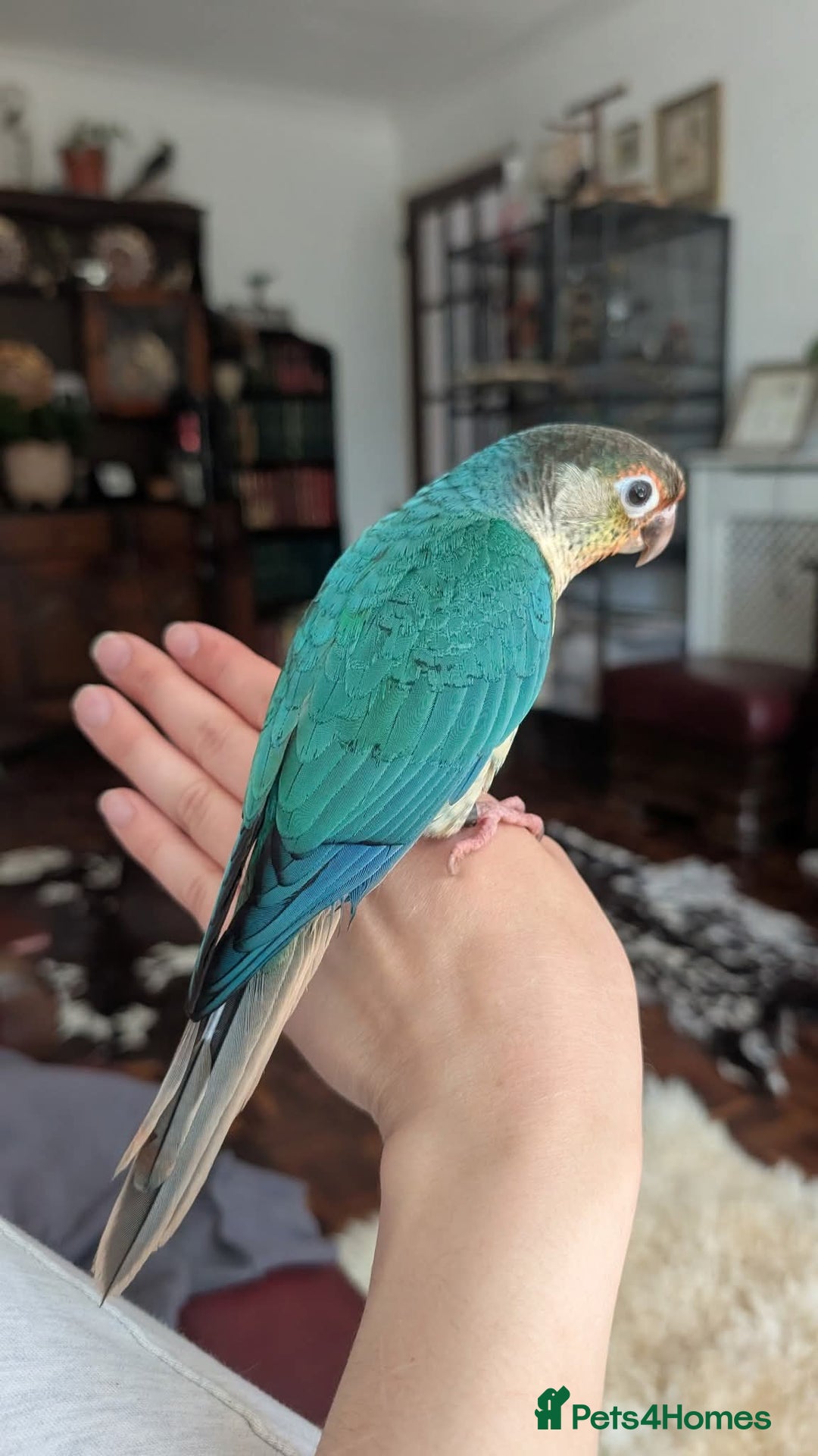 Conures birds for sale: Silly tame Handreared Turquoise Green Cheek Conure - Image 2